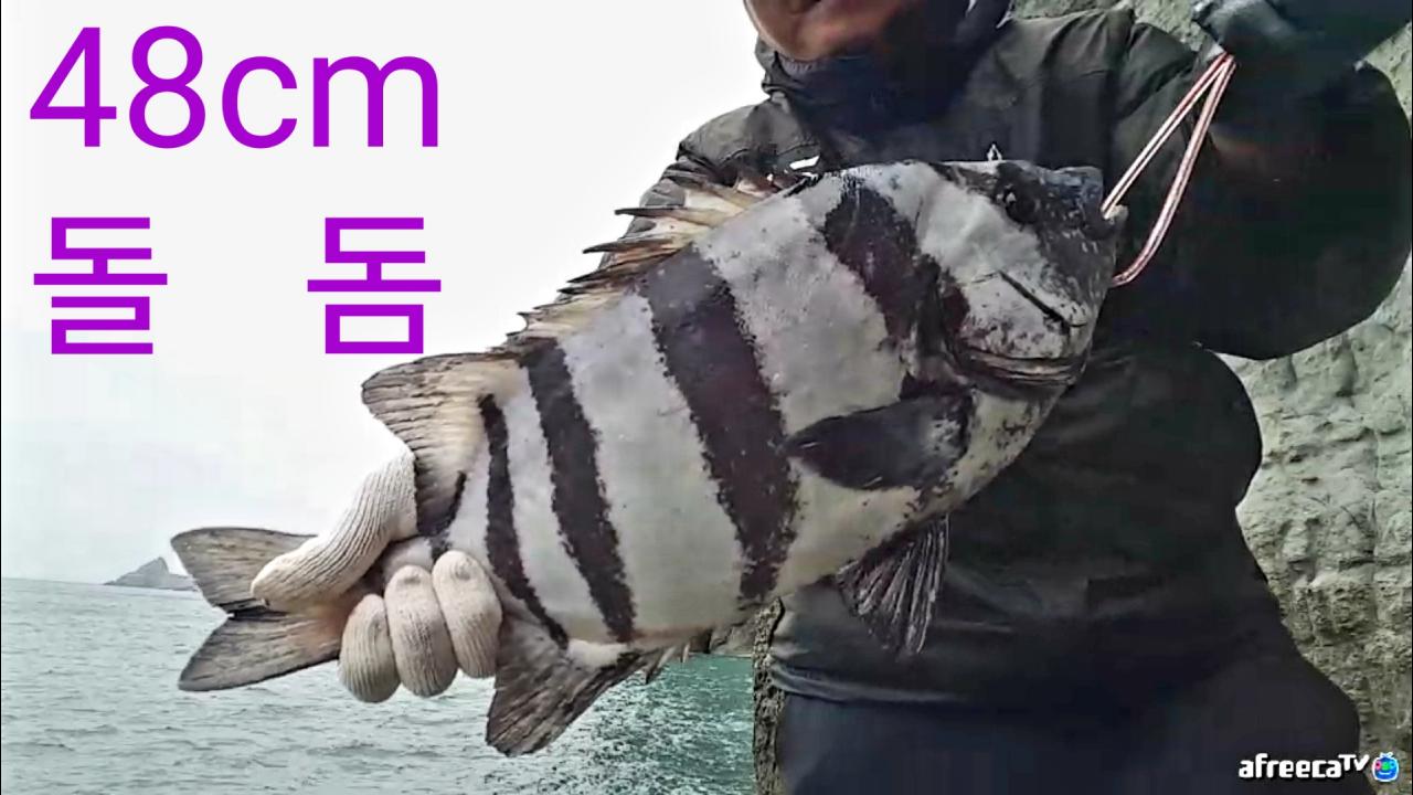 [클립] 거문도 돌돔🎣 48cm 돌돔 히트💥.. 댓글에 돌돔 사진 | SOOP VOD